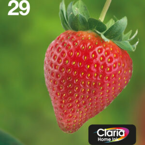 Epson Multipack 29 EasyMail - Pack de 4 - preto, amarelo, azul cyan, magenta - original - blister - tinteiro - para Expression Home XP-245, 247, 255, 257, 332, 342, 345, 352, 355, 435, 442, 445, 452, 455